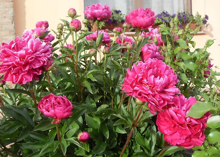Séjour à la ferme Di Valle Rosa Ferrare