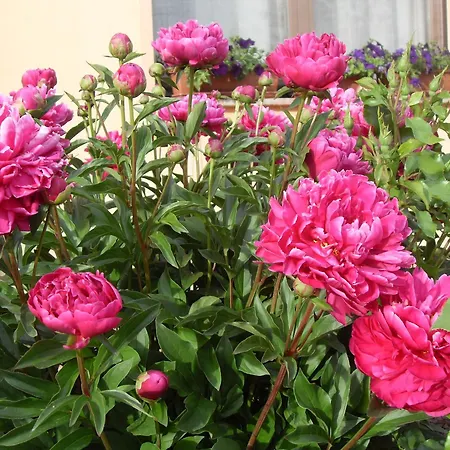 Фермерский дом Di Valle Rosa Феррара